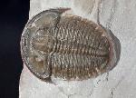 Elrathia kingii (MEEK 1870) & Peronopsis interstricta (WHITE 1874) - Bild &copy; FossNet FossilienStore